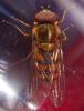 Parasyrphus punctulatus